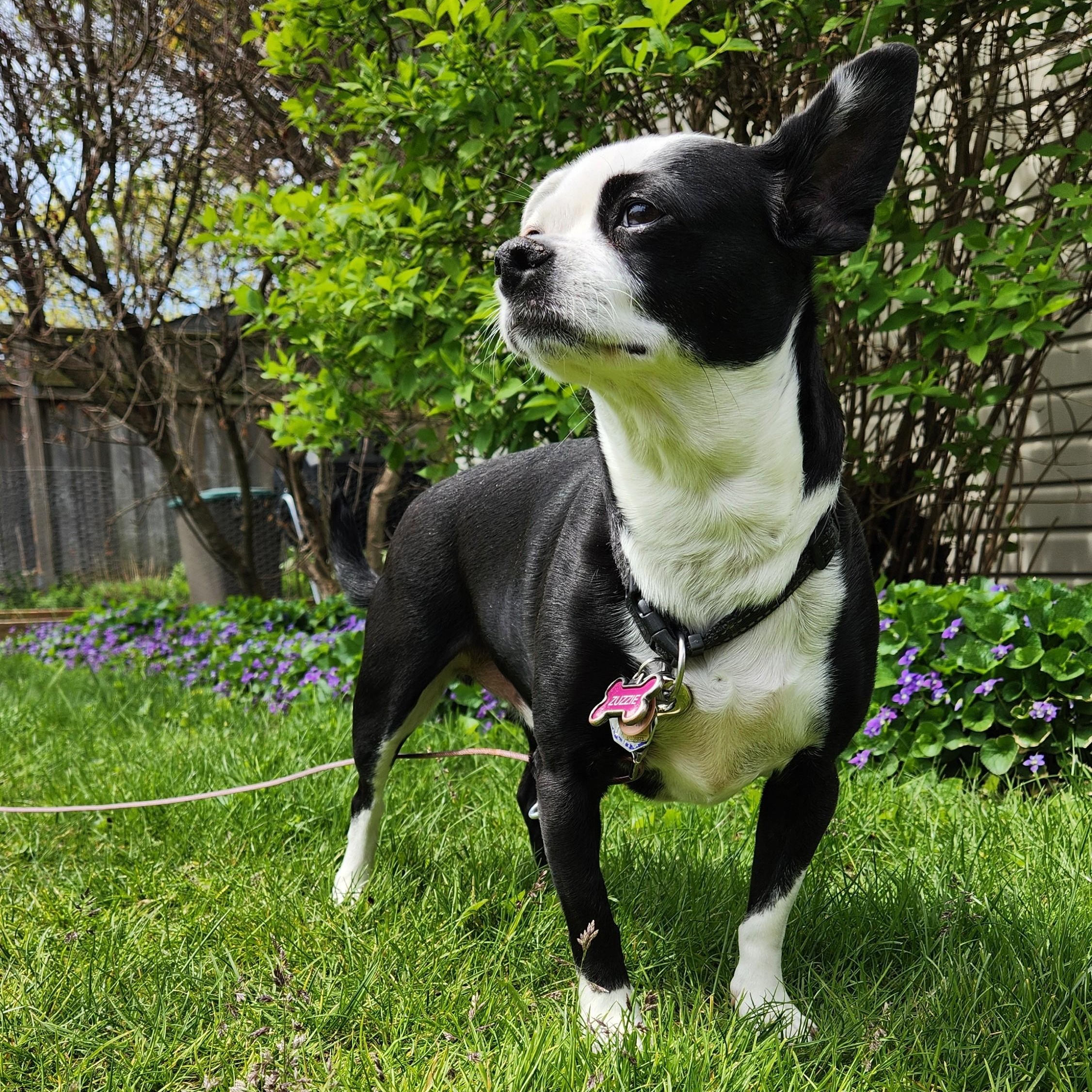 Petey, an adopted mixed breed in Waterloo, ON image 4/6