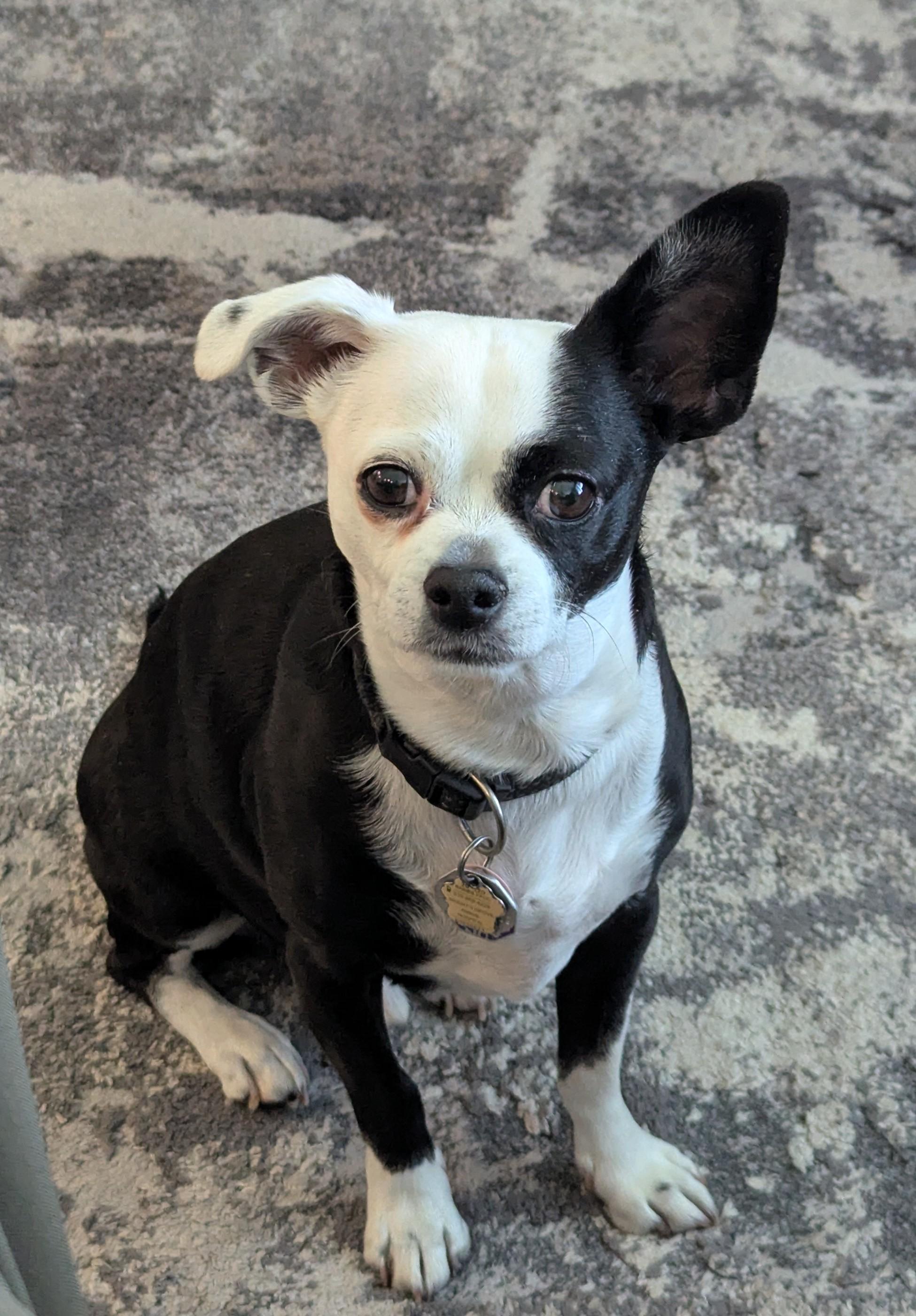 Petey, an adopted mixed breed in Waterloo, ON image 2/6