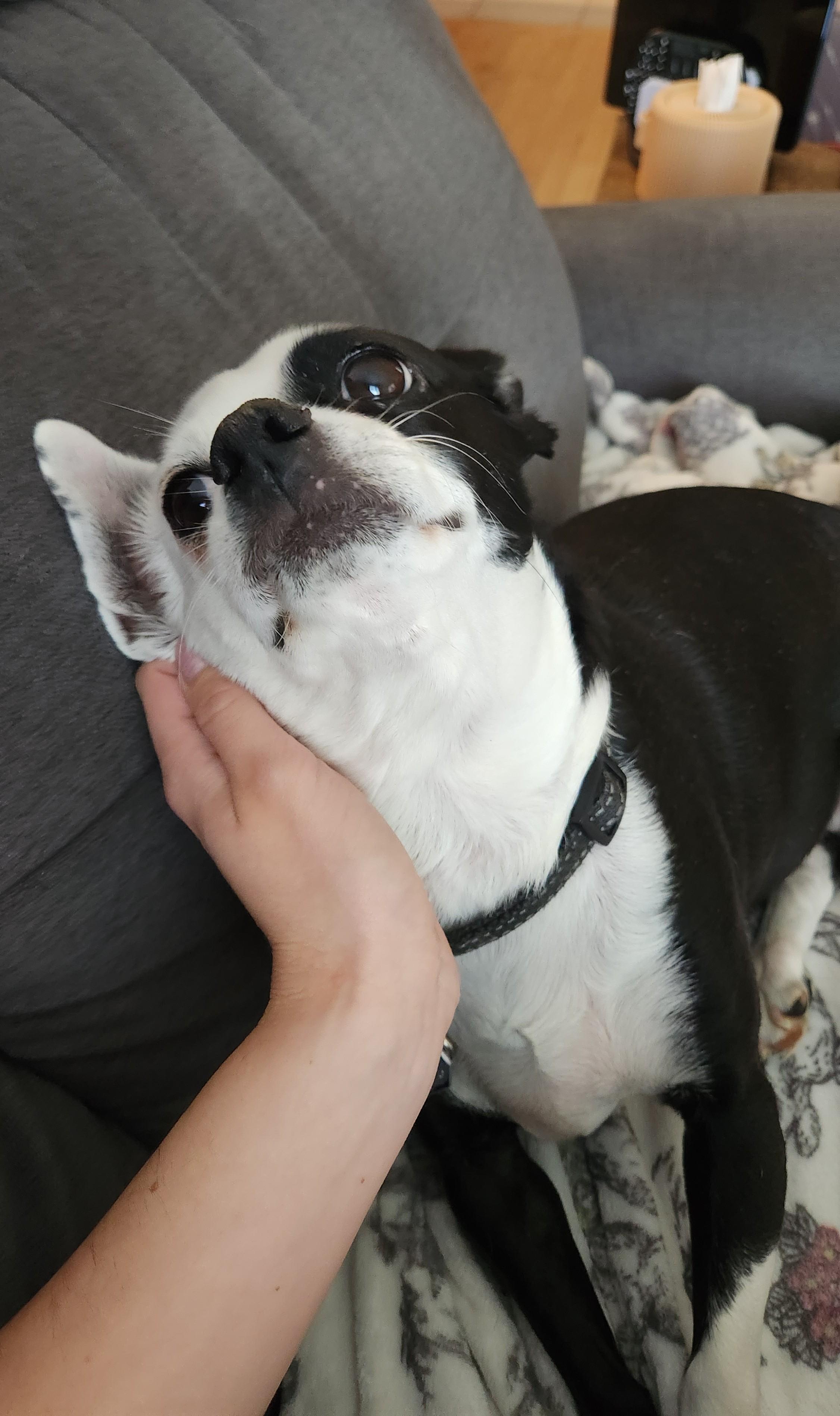 Petey, an adopted mixed breed in Waterloo, ON image 5/6