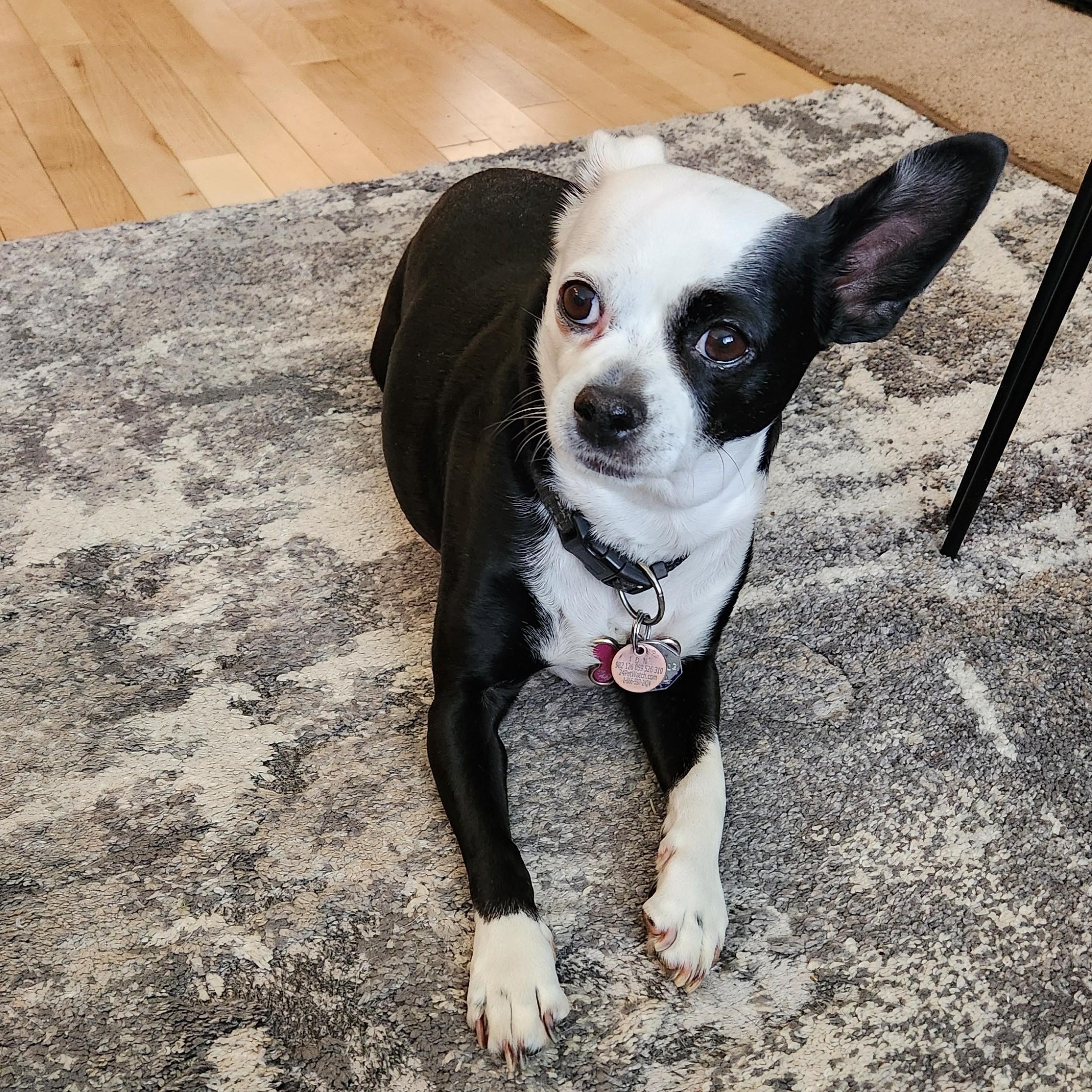 Petey, an adopted mixed breed in Waterloo, ON image 6/6