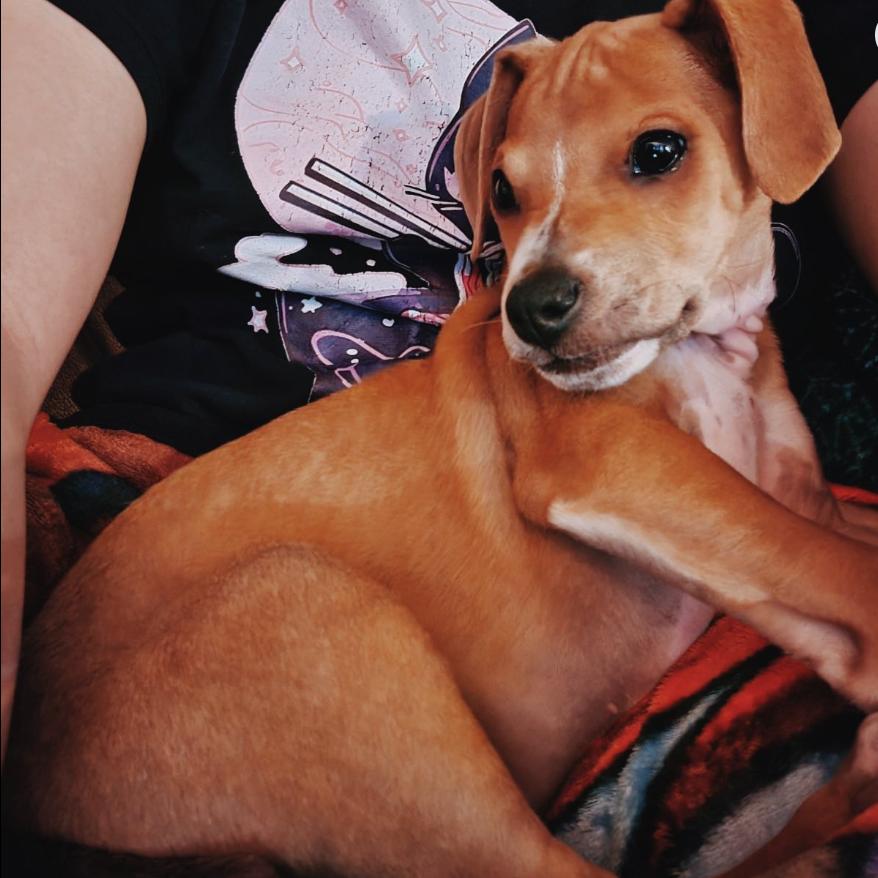 Rudolph, Adoptable, Puppy Male Hound & Mixed Breed.