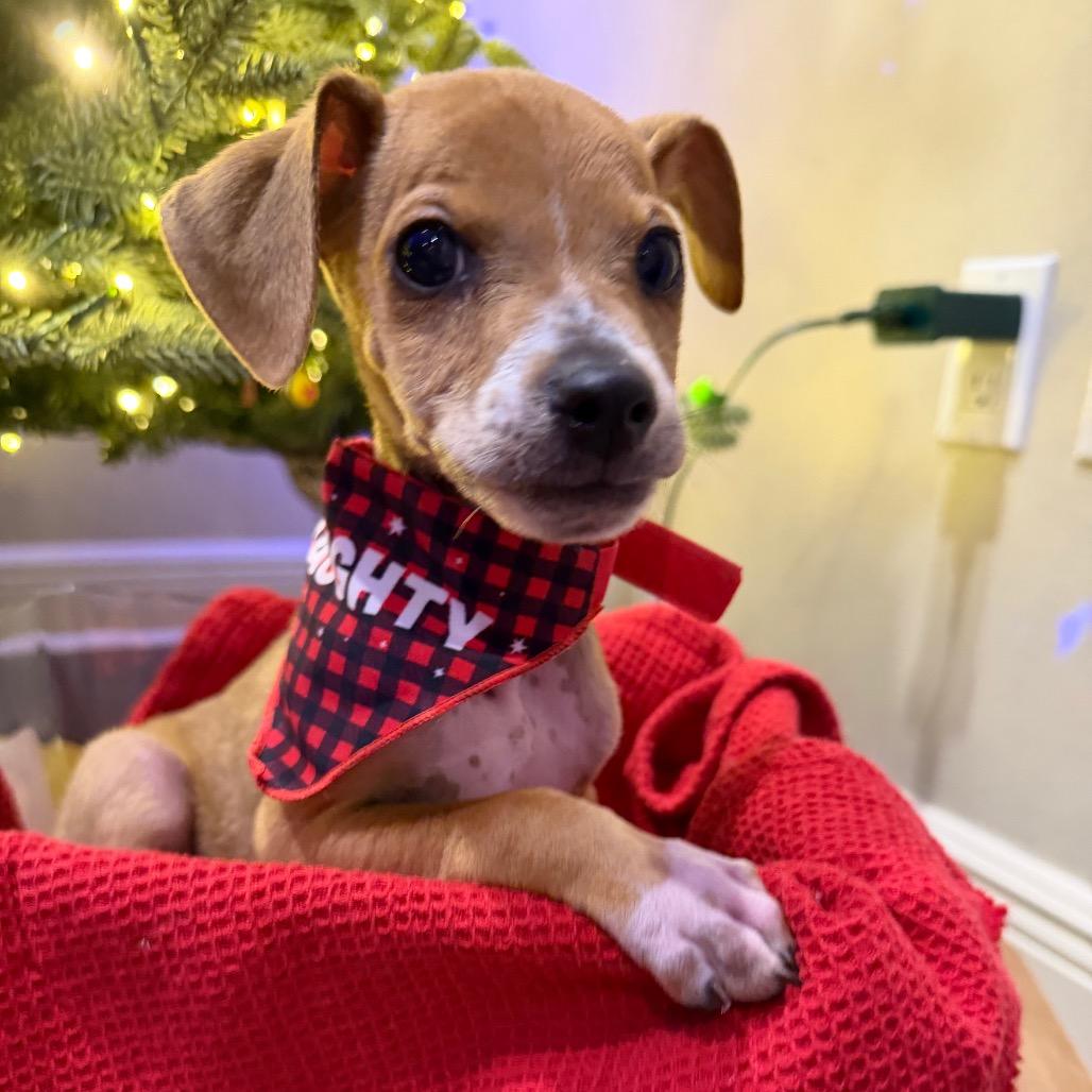 Rudolph, Adoptable, Puppy Male Hound & Mixed Breed.