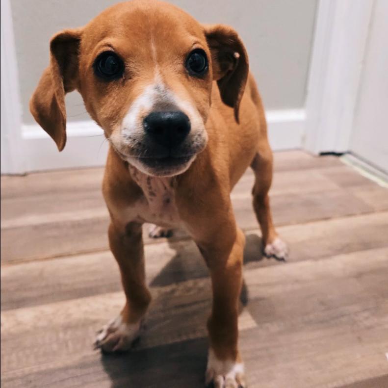 Enlarge Rudolph, a Adoptable mixed breed in Baton Rouge, LA image 4/6