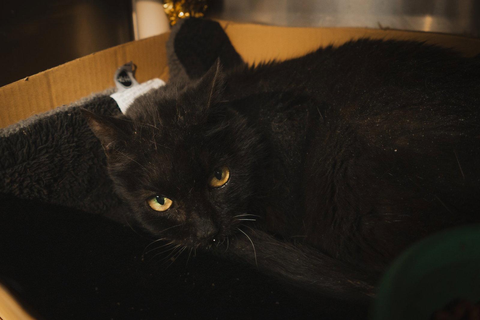 Anastasia, Adoptable, Senior Female Domestic Short Hair.