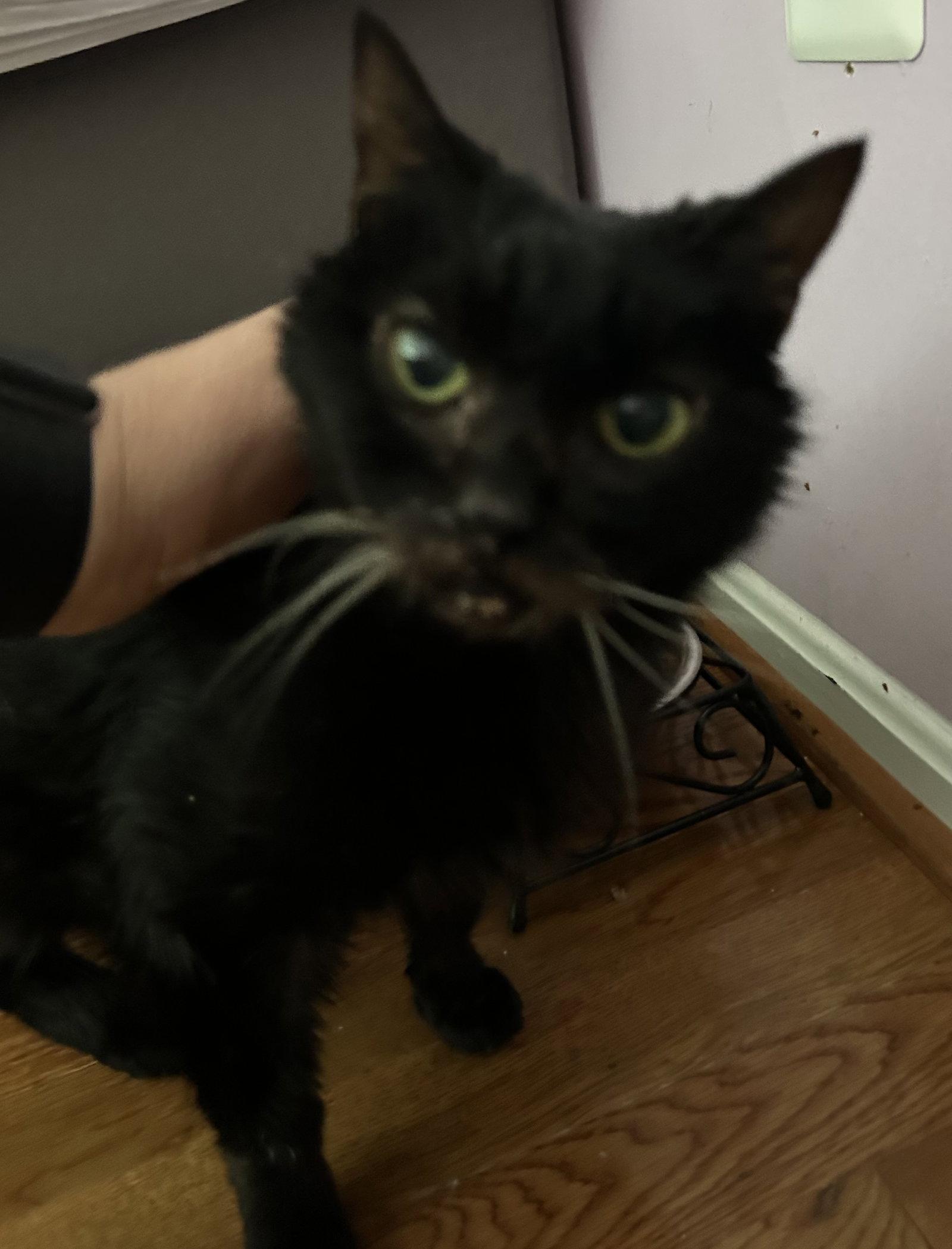 Anastasia, Adoptable, Senior Female Domestic Short Hair.