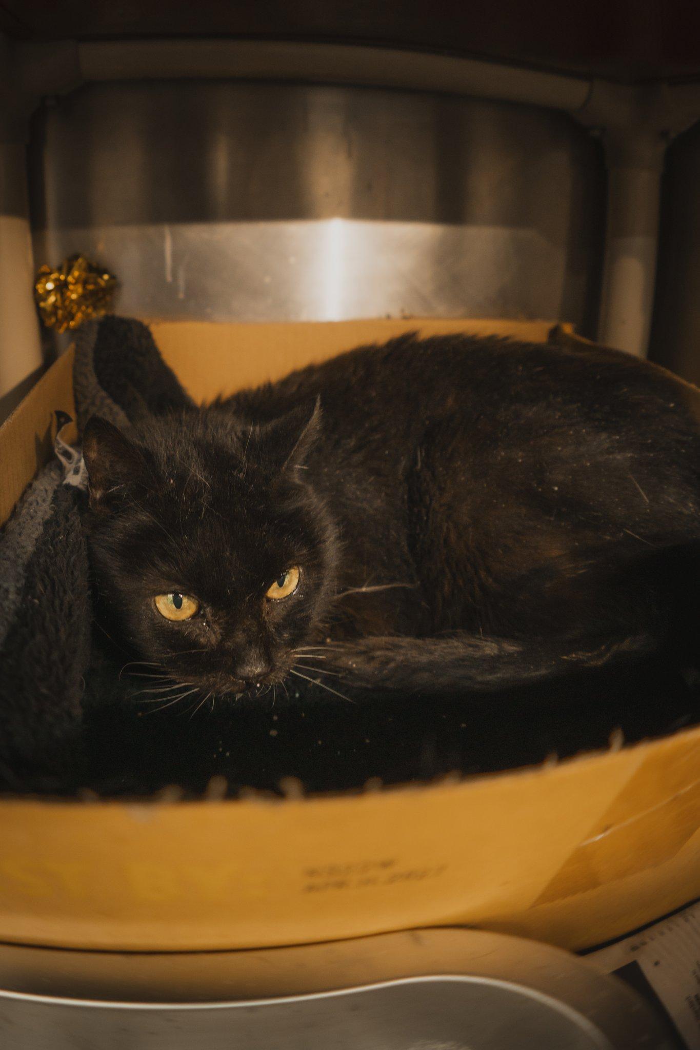 Enlarge Anastasia, a Adoptable Domestic Short Hair in Herndon, VA image 2/2