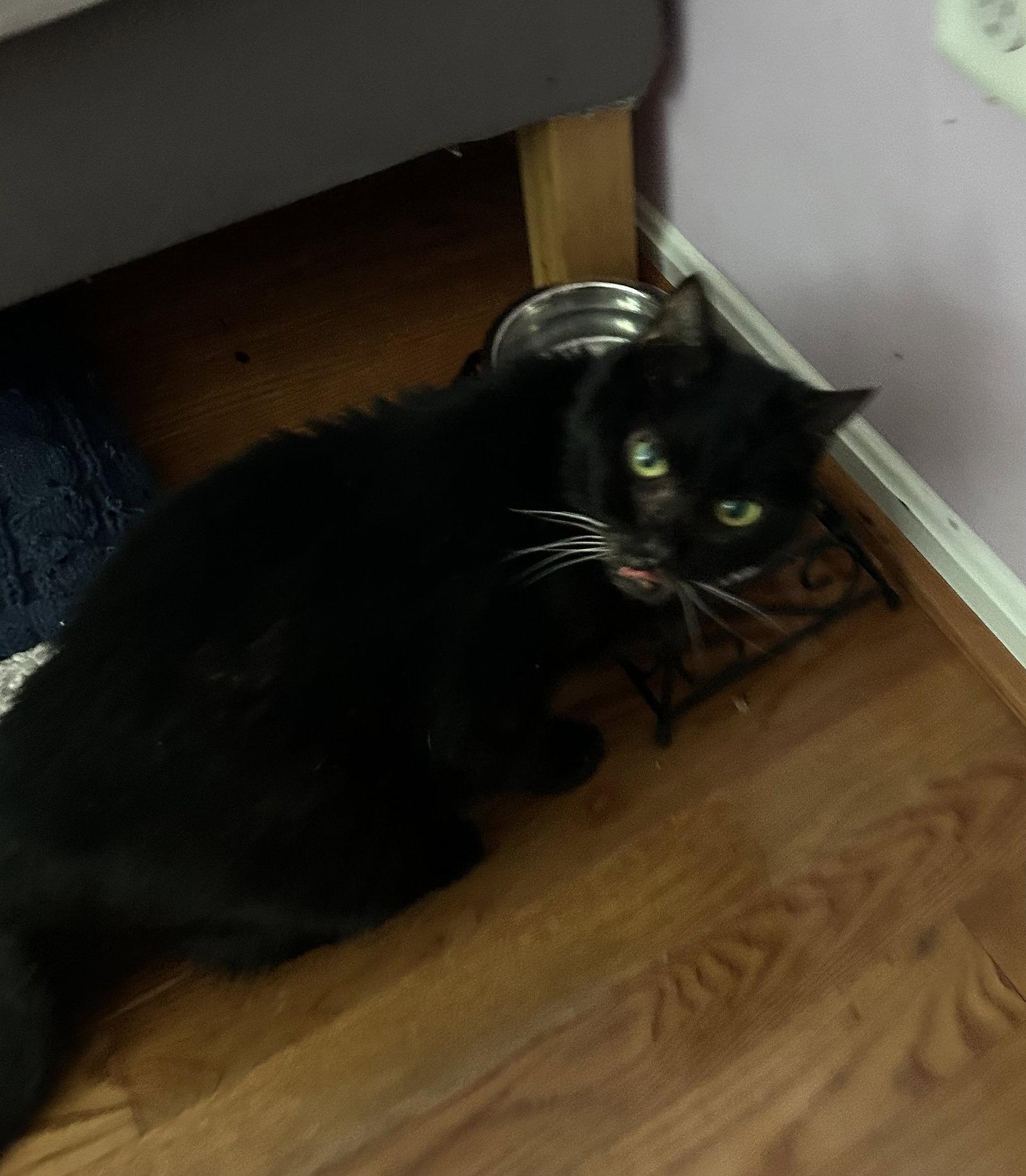 Anastasia, a Adoptable Domestic Short Hair in Herndon, VA image 2/3