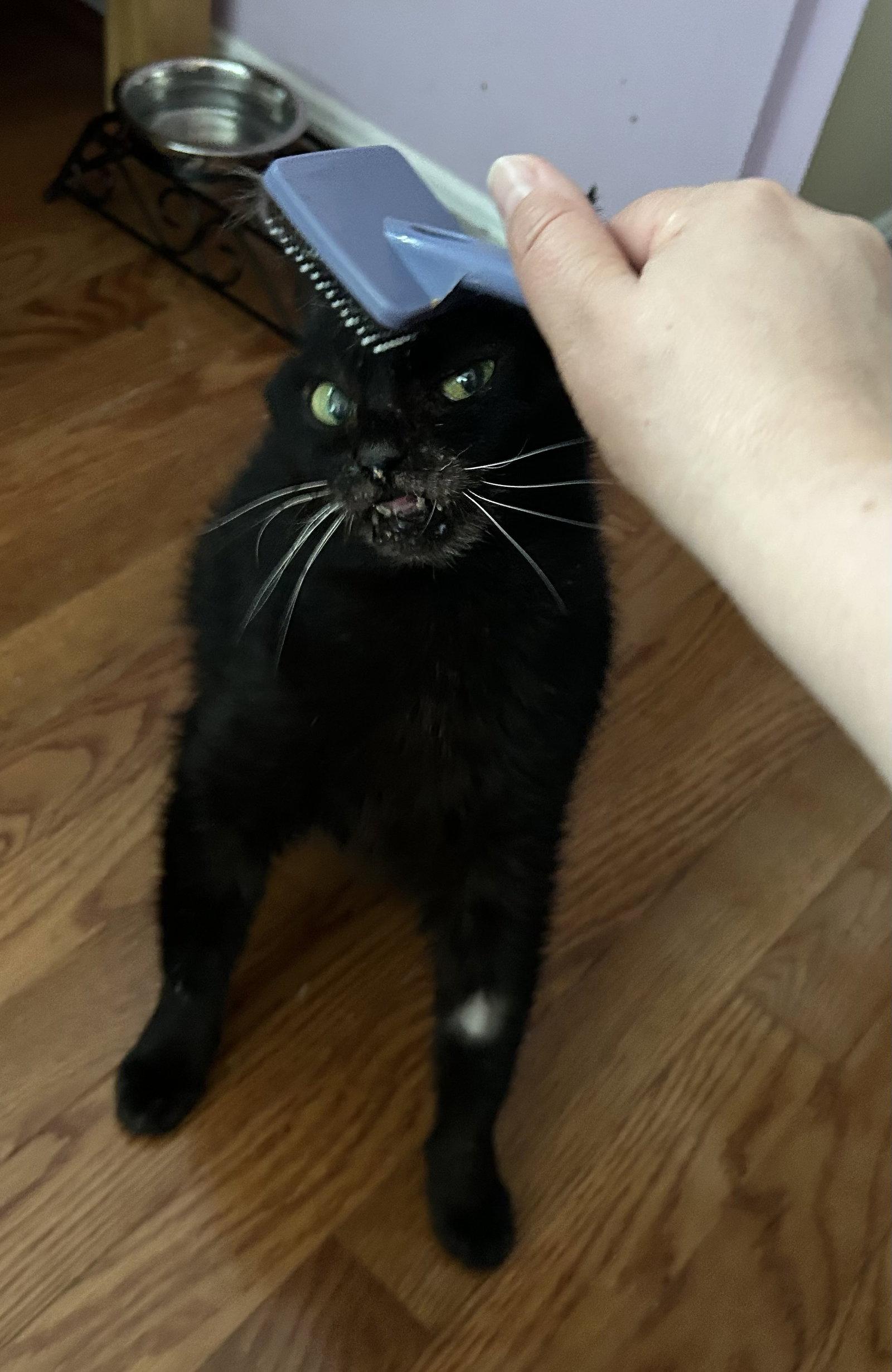 Anastasia, a Adoptable Domestic Short Hair in Herndon, VA image 3/3