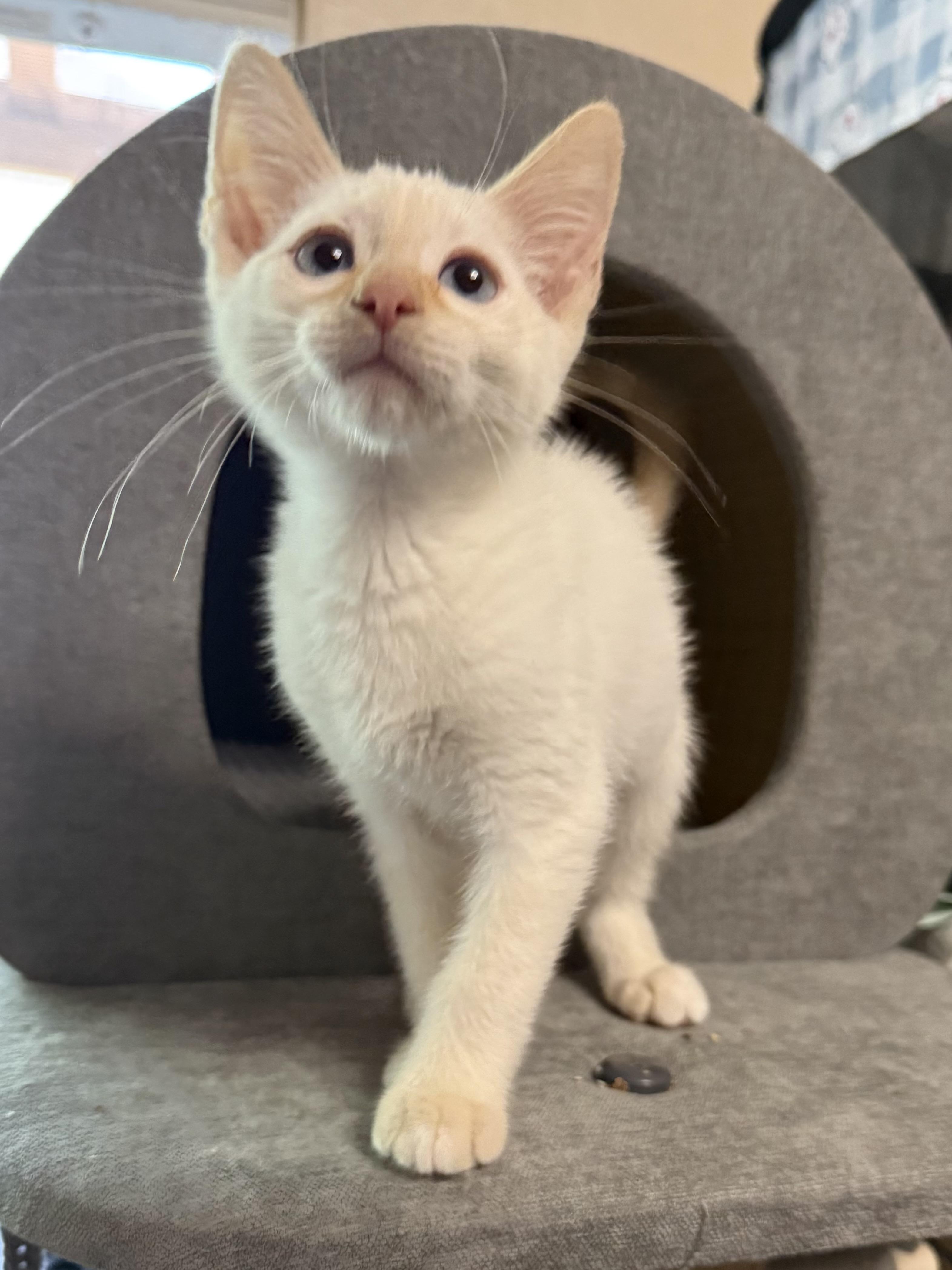 SnapDragon, an adopted Siamese in Oakley, CA image 3/4