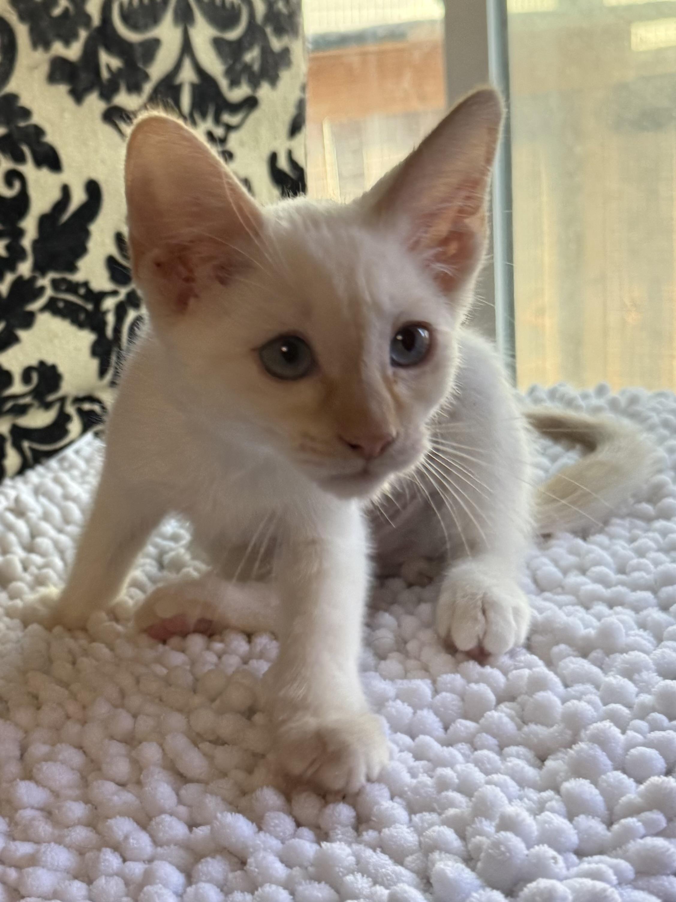 SnapDragon, an adopted Siamese in Oakley, CA image 4/4