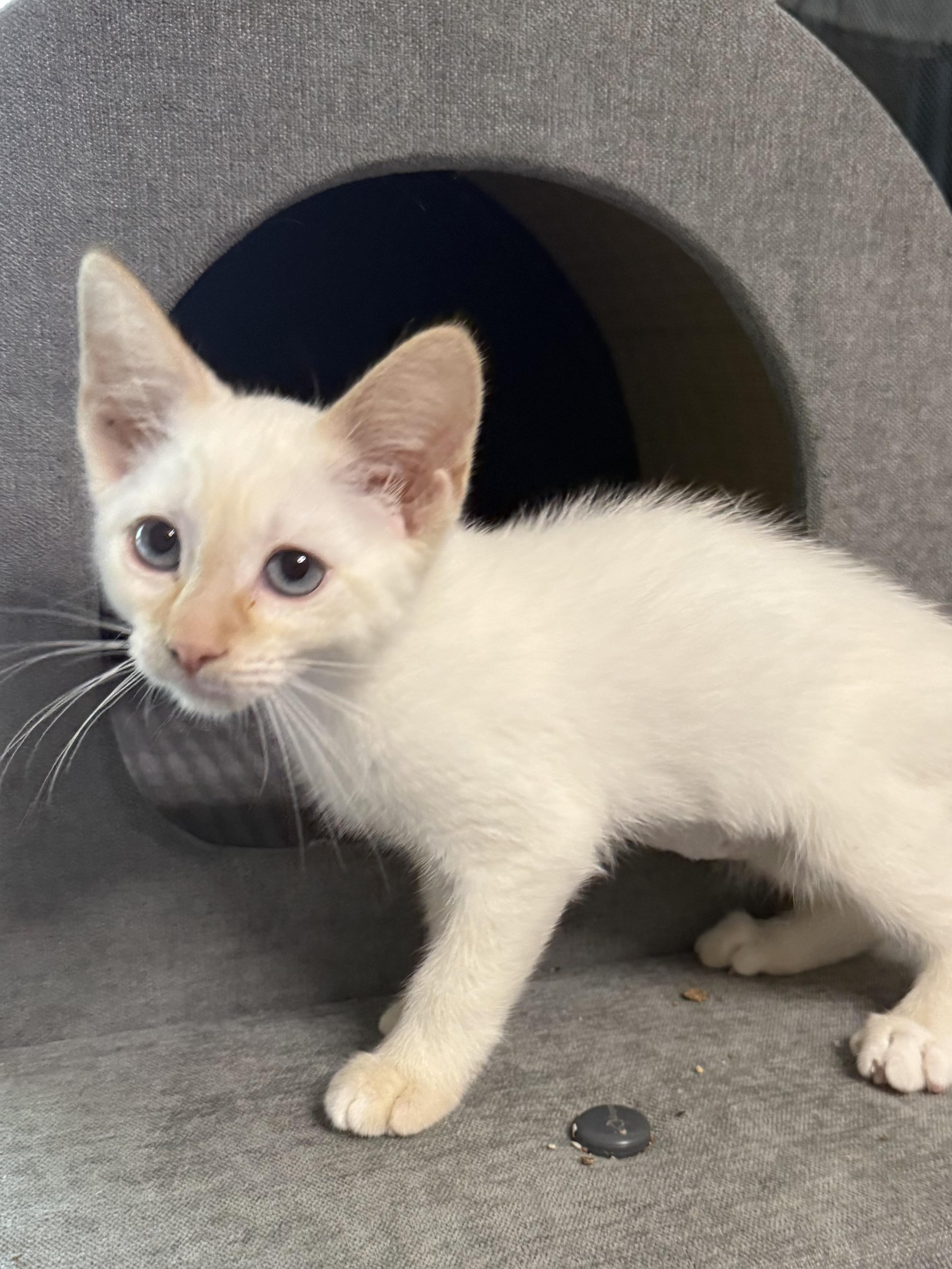 SnapDragon, an adopted Siamese in Oakley, CA image 2/4