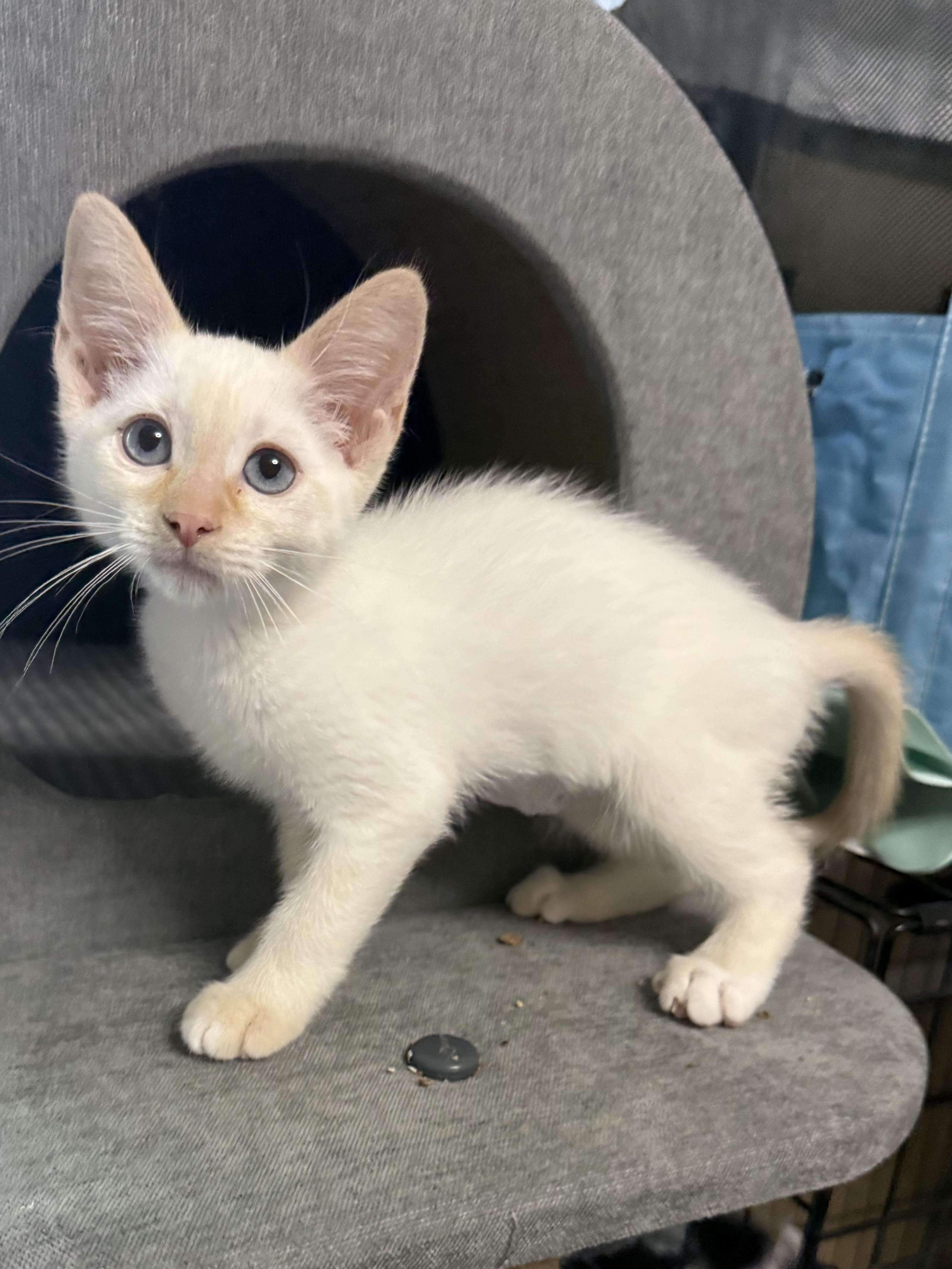 SnapDragon, an adopted Siamese in Oakley, CA image 1/4