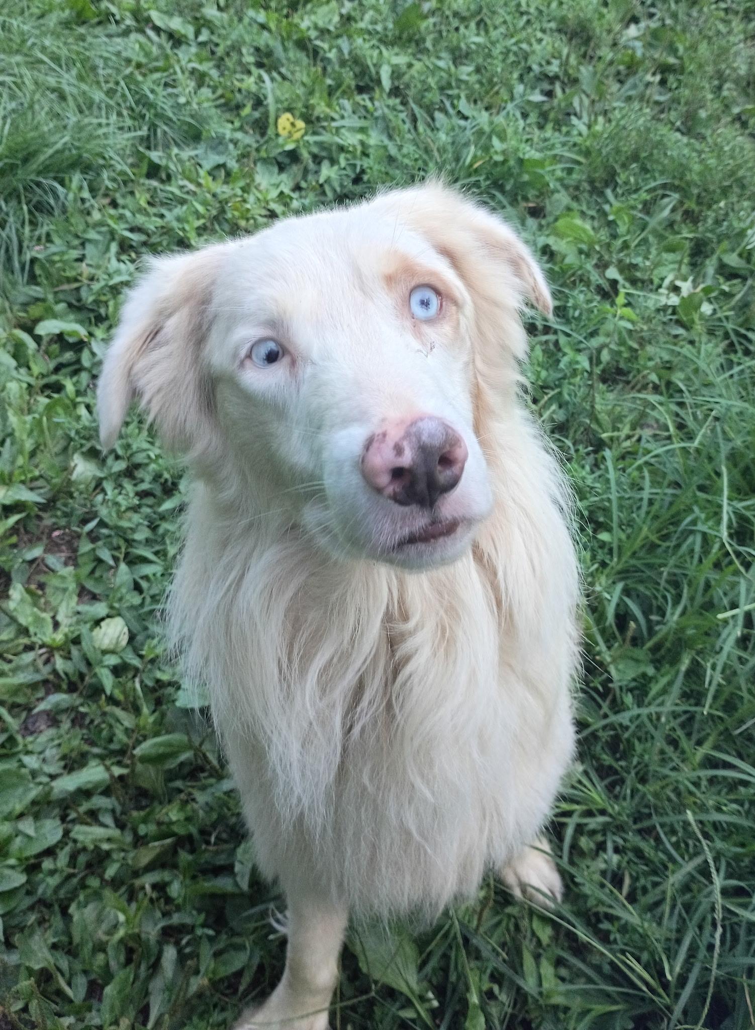 Enlarge Willow, a ADOPTABLE Australian Shepherd in Clarksburg, MD image 4/6