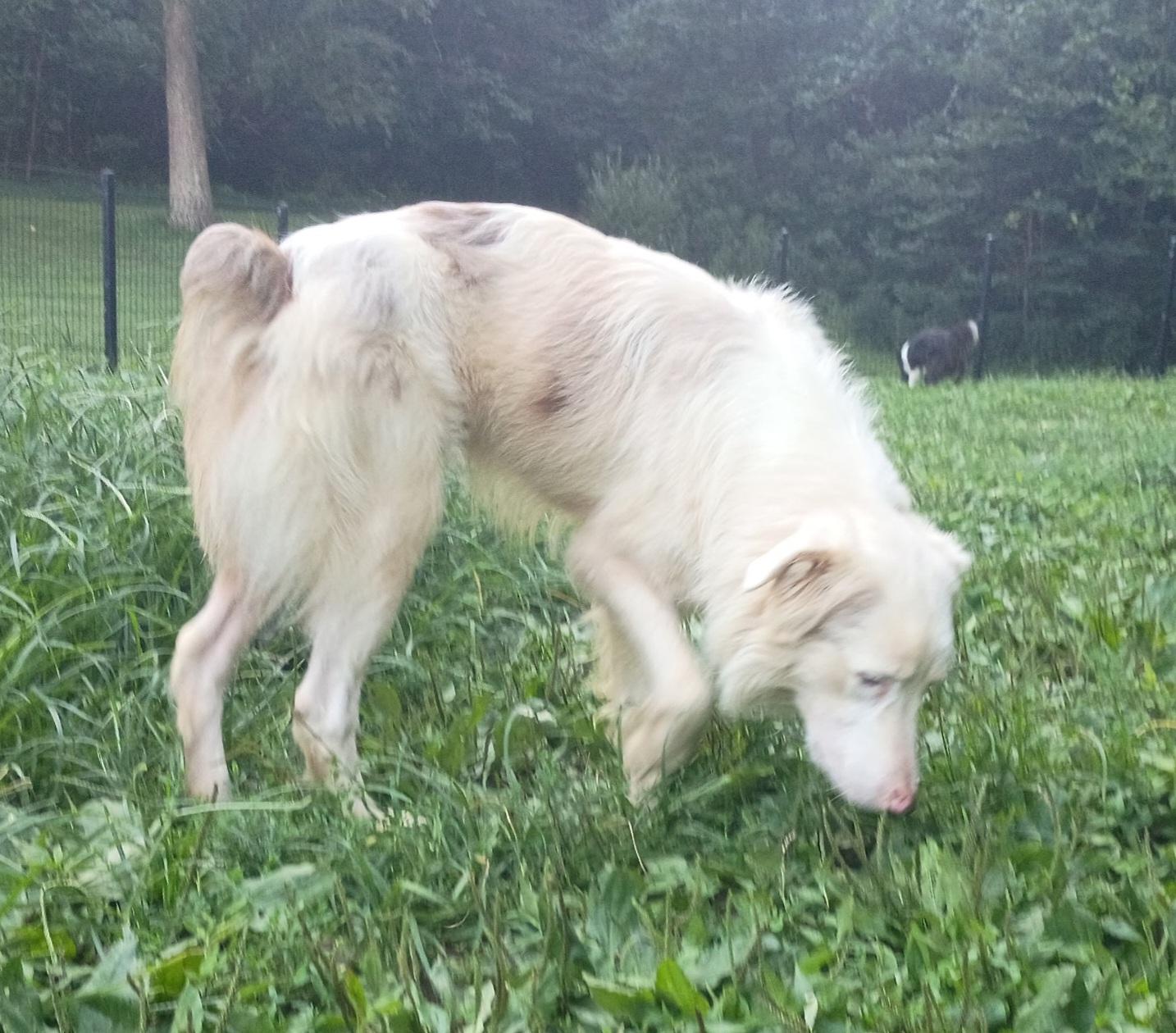 Enlarge Willow, a ADOPTABLE Australian Shepherd in Clarksburg, MD image 3/6