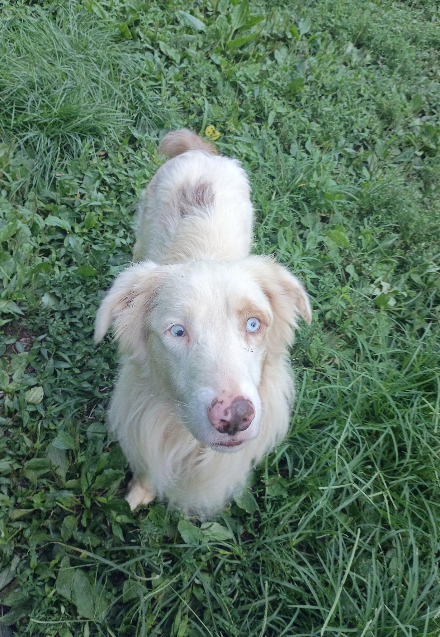 Willow, ADOPTABLE, Young Male Australian Shepherd.
