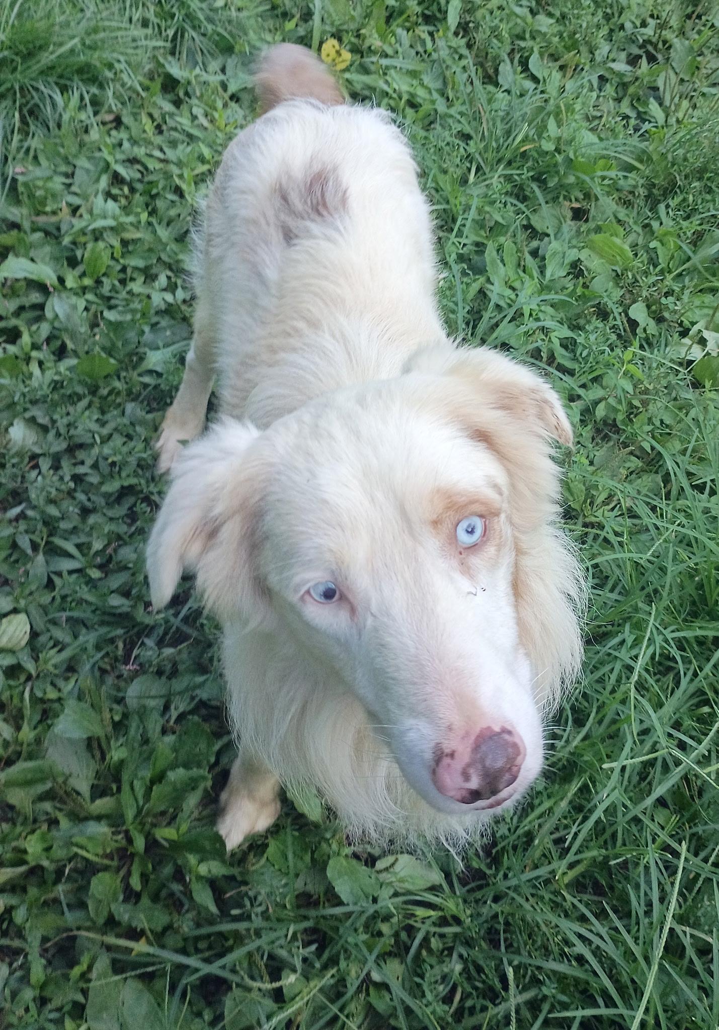 Enlarge Willow, a ADOPTABLE Australian Shepherd in Clarksburg, MD image 2/6