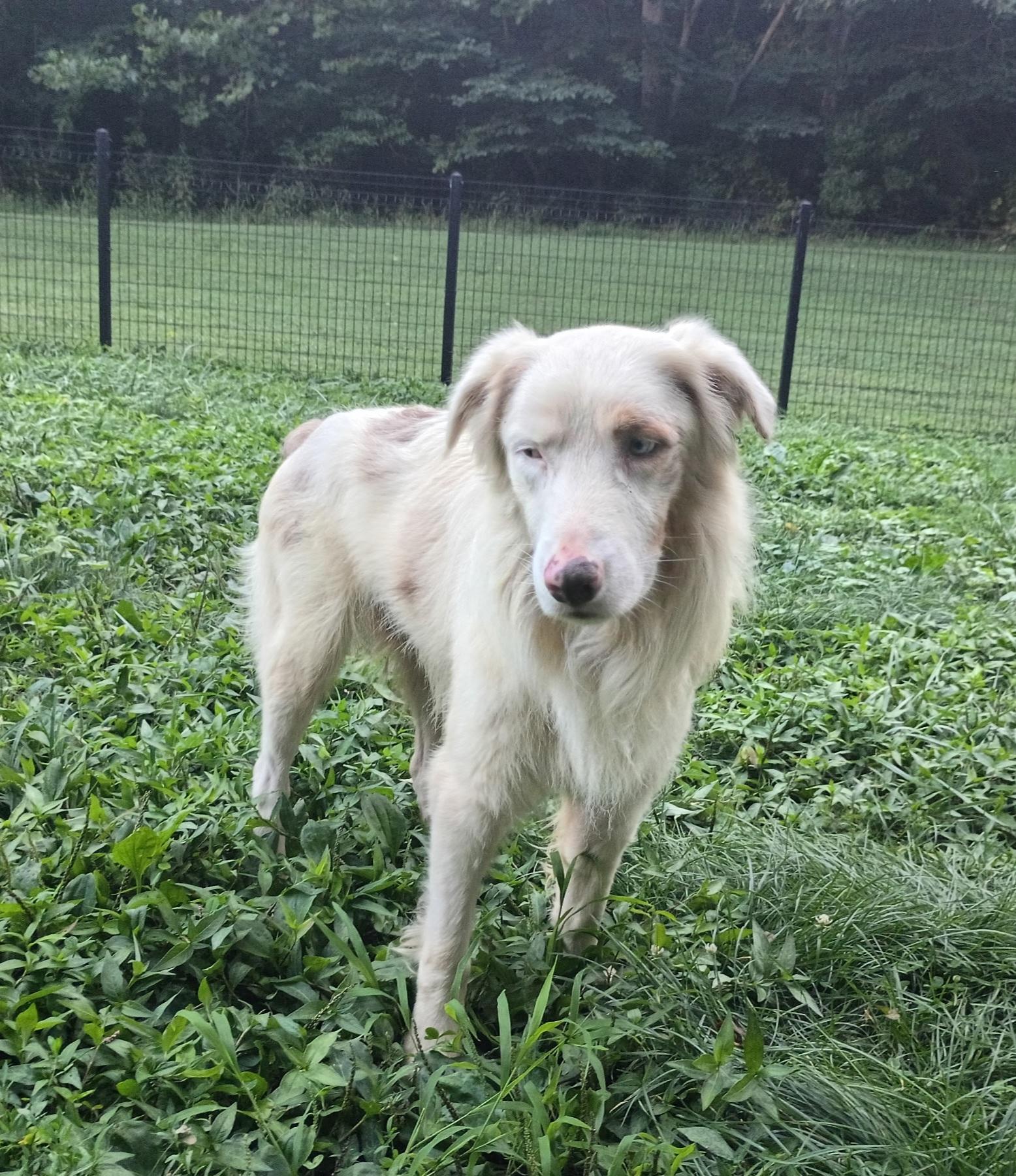 Enlarge Willow, a ADOPTABLE Australian Shepherd in Clarksburg, MD image 6/6