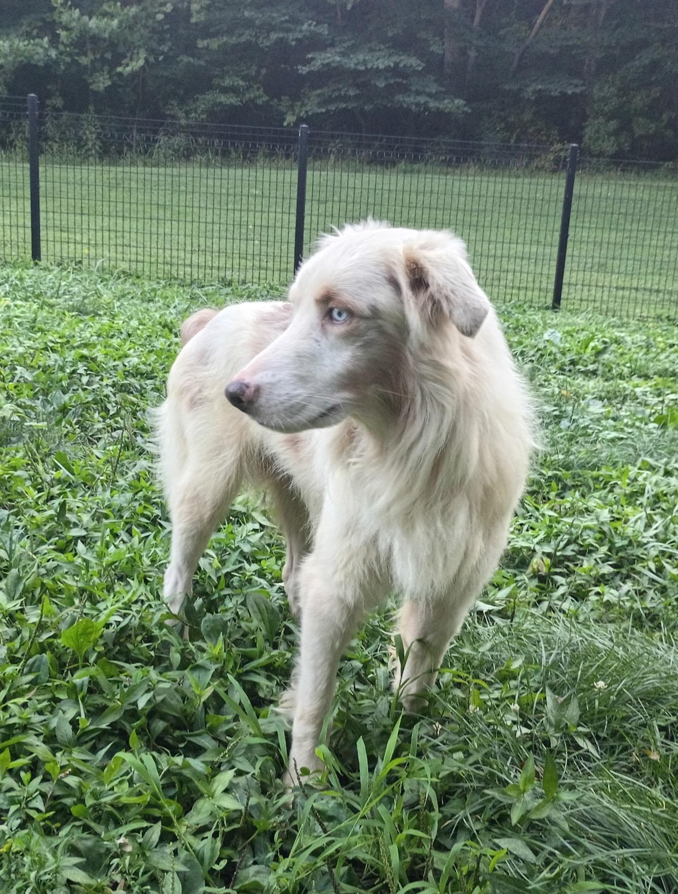 Enlarge Willow, a ADOPTABLE Australian Shepherd in Clarksburg, MD image 5/6