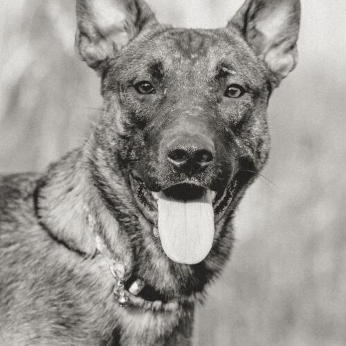 Enlarge Ferris, a Adoptable mixed breed in Duart, ON image 1/6