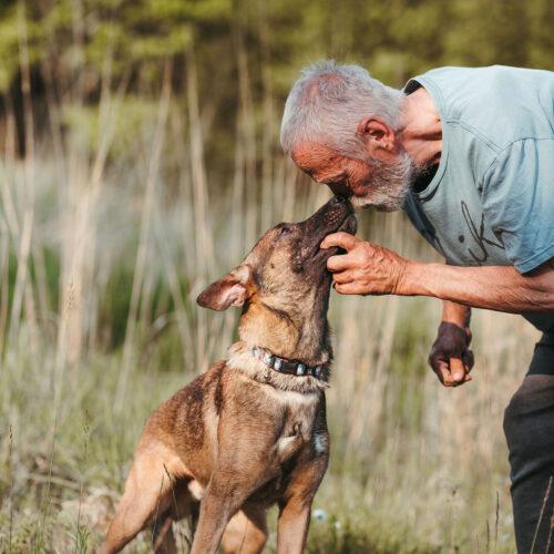 Enlarge Ferris, a Adoptable mixed breed in Duart, ON image 2/6