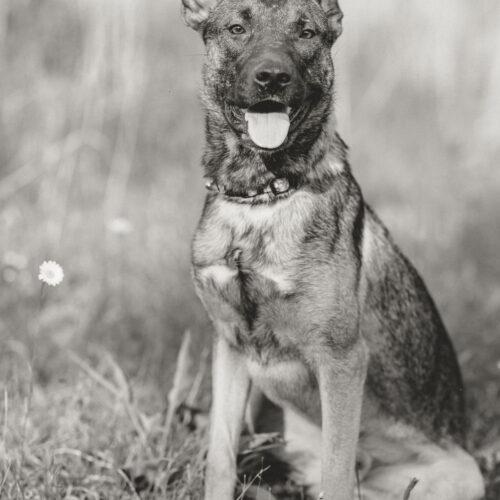 Enlarge Ferris, a Adoptable mixed breed in Duart, ON image 4/6