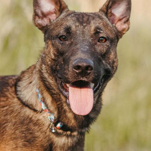 Enlarge Ferris, a Adoptable mixed breed in Duart, ON image 5/6