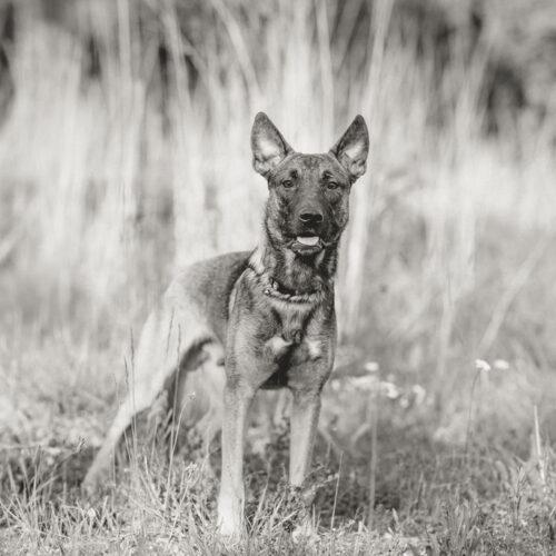 Enlarge Ferris, a Adoptable mixed breed in Duart, ON image 5/6