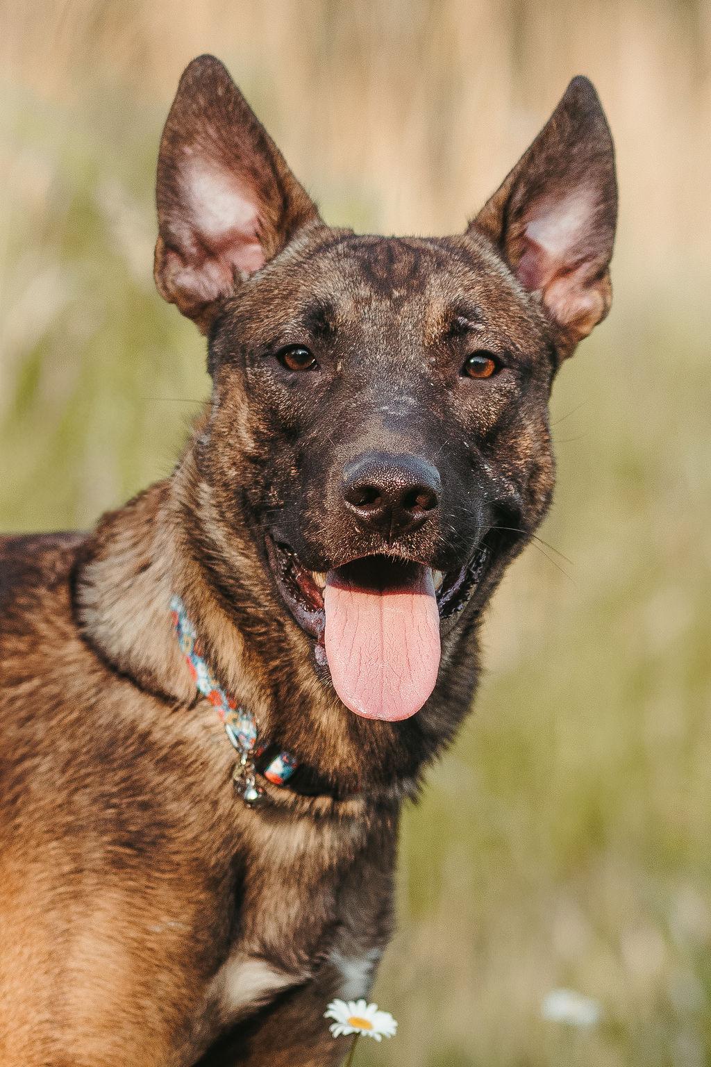 Enlarge Ferris, a Adoptable mixed breed in Duart, ON image 6/6