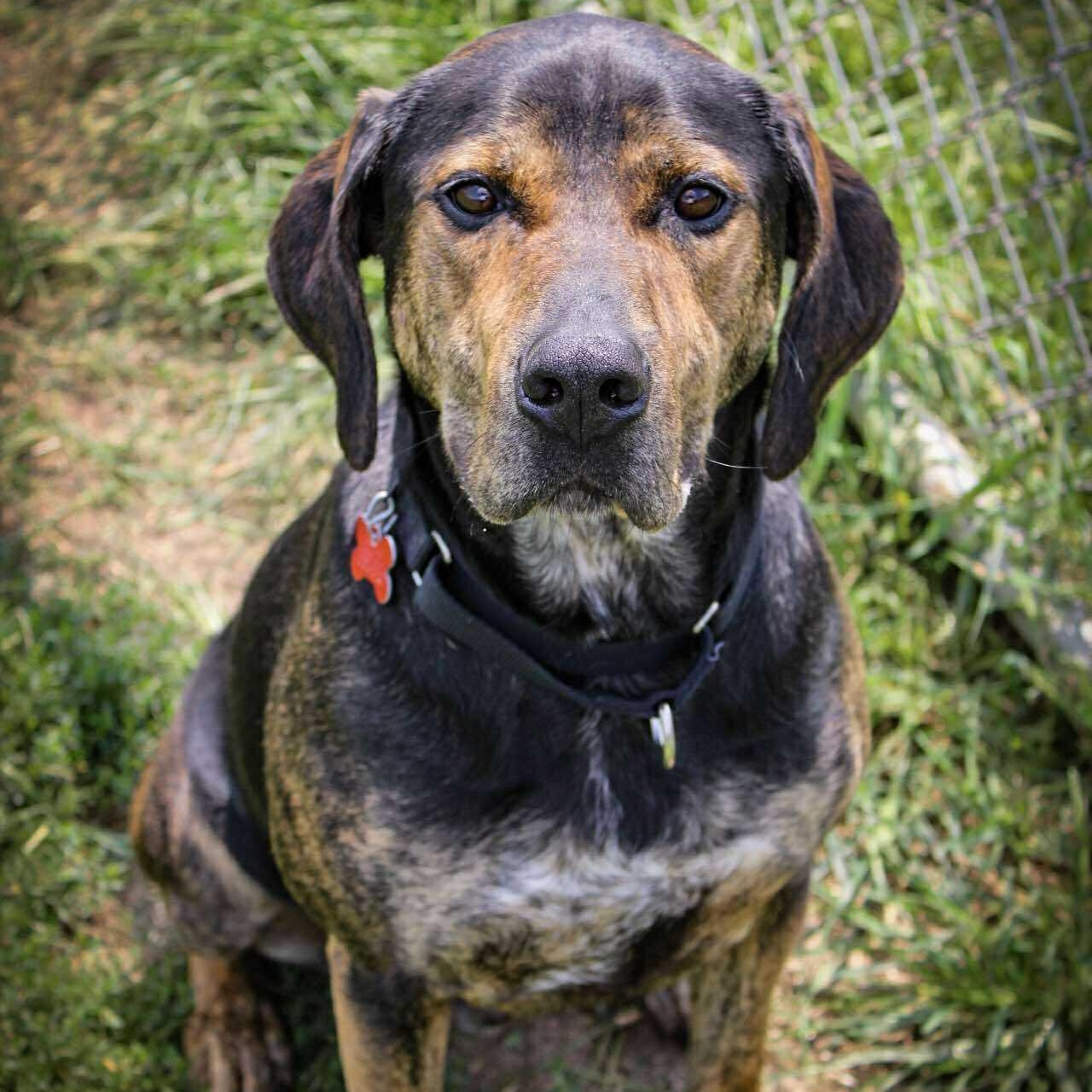 Enlarge Ares, an adoptable Plott Hound in Valparaiso, IN image 3/4