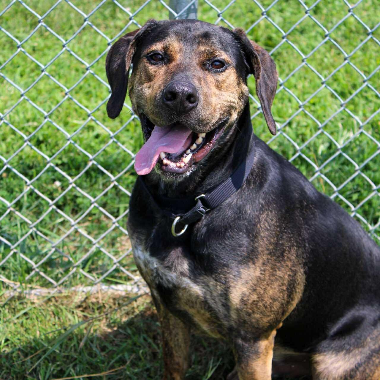 Enlarge Ares, an adoptable Plott Hound in Valparaiso, IN image 4/4