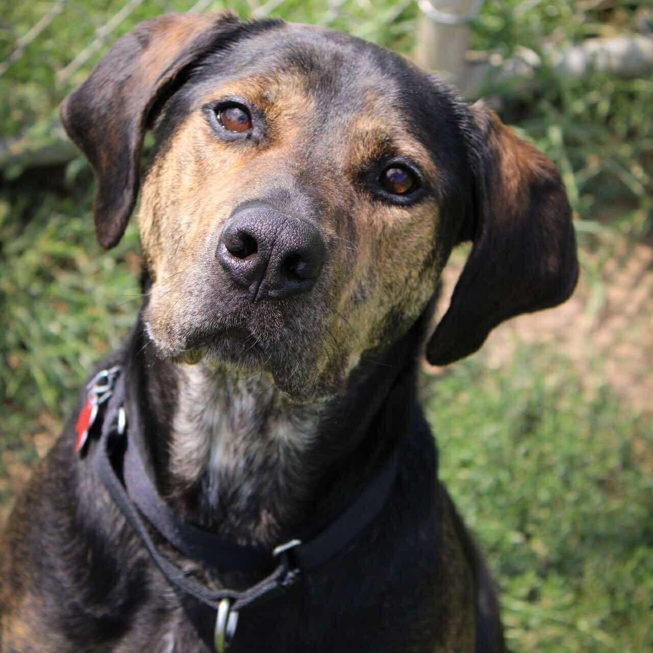Enlarge Ares, an adoptable Plott Hound in Valparaiso, IN image 2/4