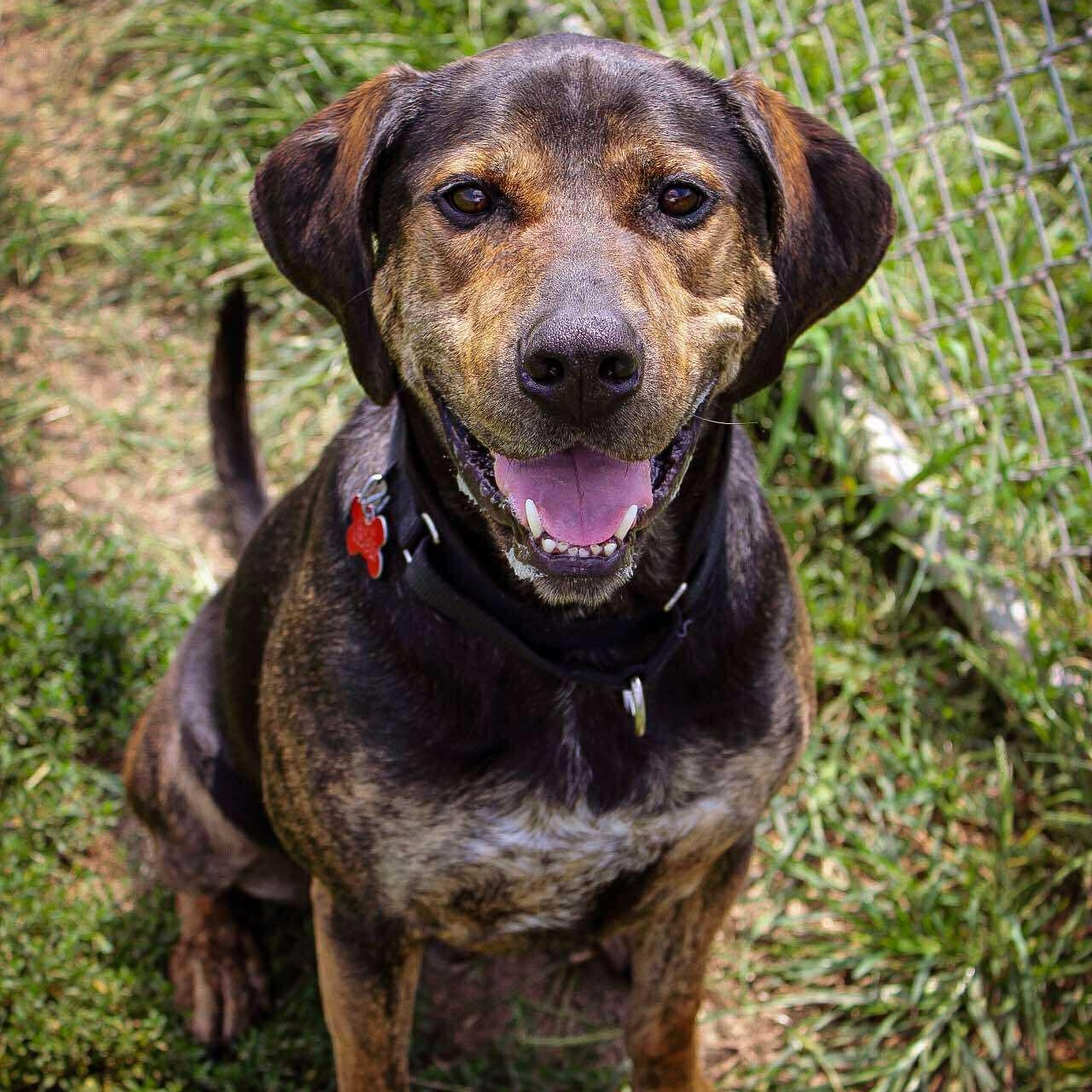 Ares, adoptable, Adult Male Plott Hound.