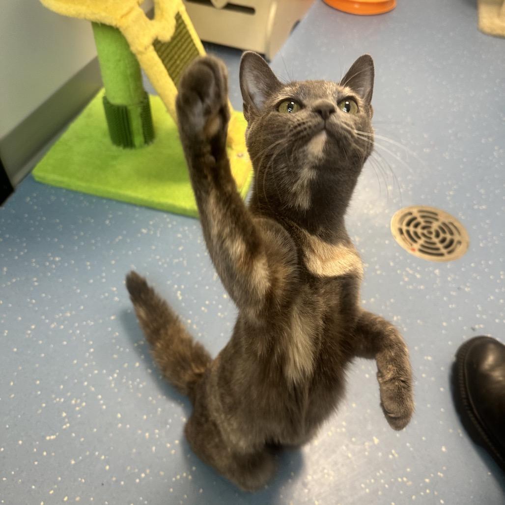 Little Miss, a Adoptable Domestic Short Hair in Watertown, NY image 1/3