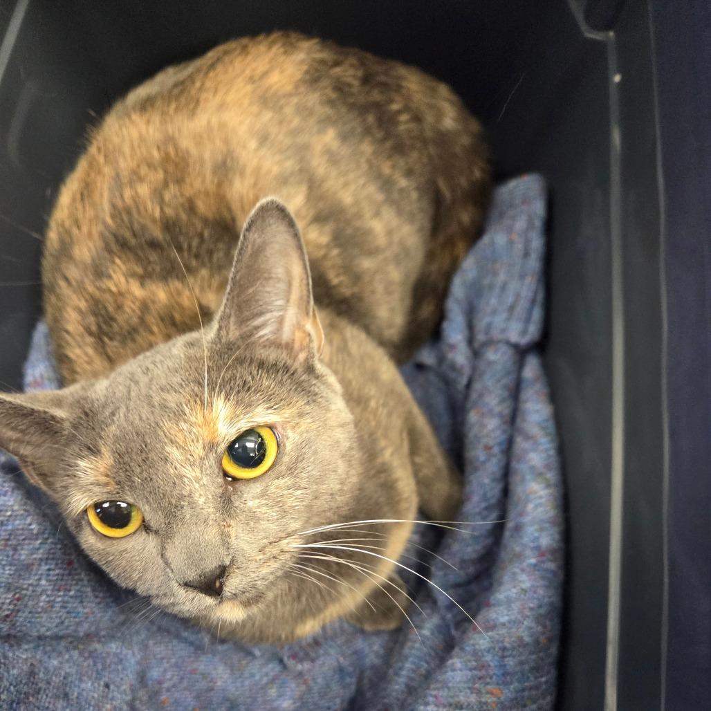 Little Miss, a Adoptable Domestic Short Hair in Watertown, NY image 2/3