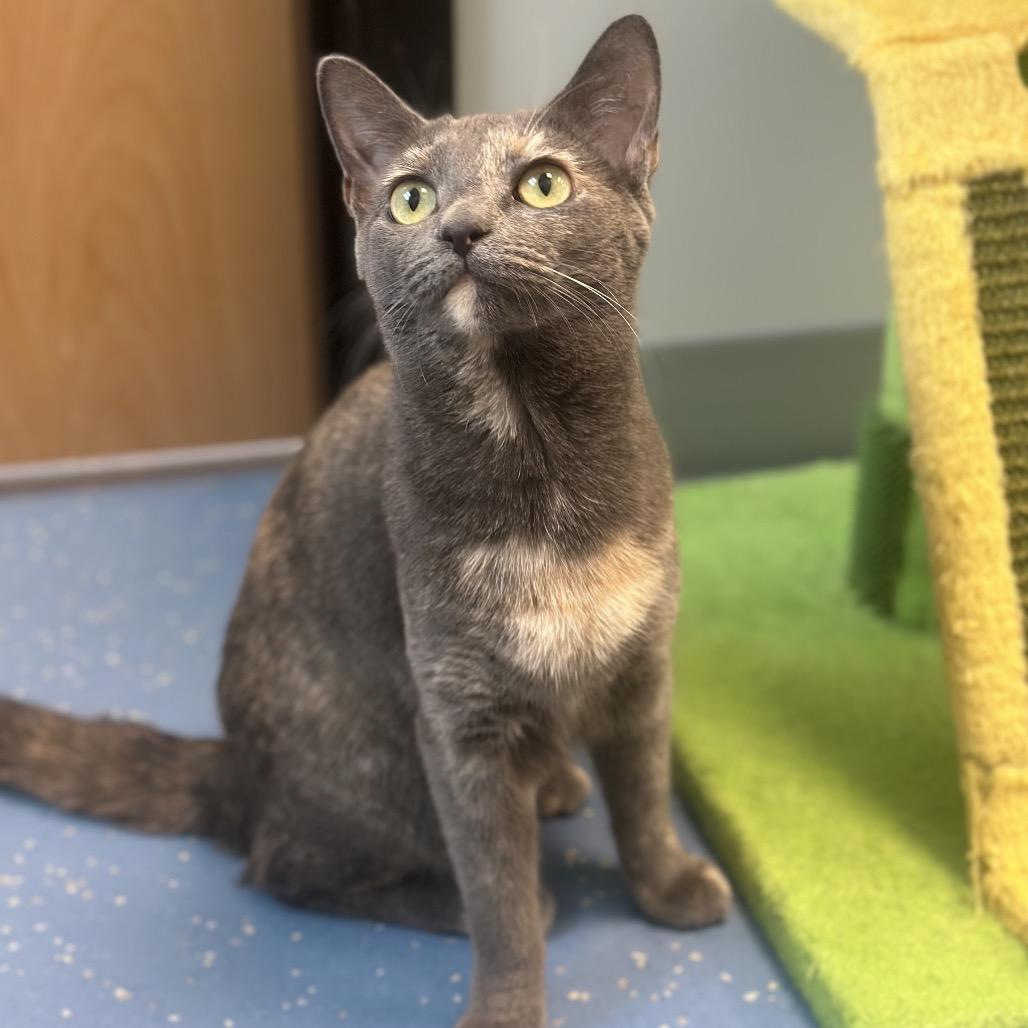 Little Miss, a Adoptable Domestic Short Hair in Watertown, NY image 3/3