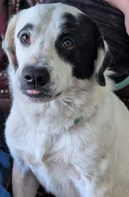Dimitri, Adoptable, Young Male Border Collie & Great Pyrenees.