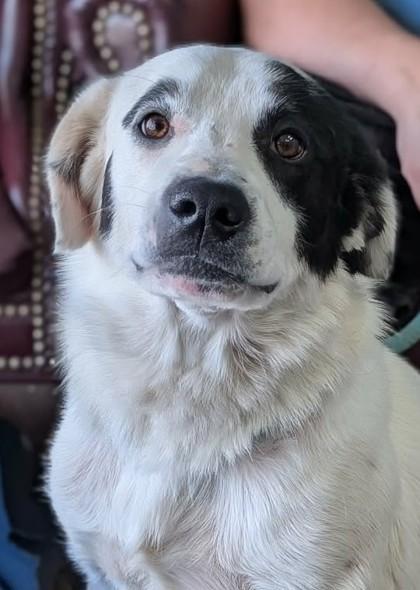 Enlarge Dimitri, a Adoptable mixed breed in La Harpe, KS image 2/2
