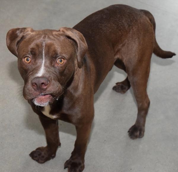 Enlarge Mowgli, a Adoptable mixed breed in Des Moines, IA image 1/1