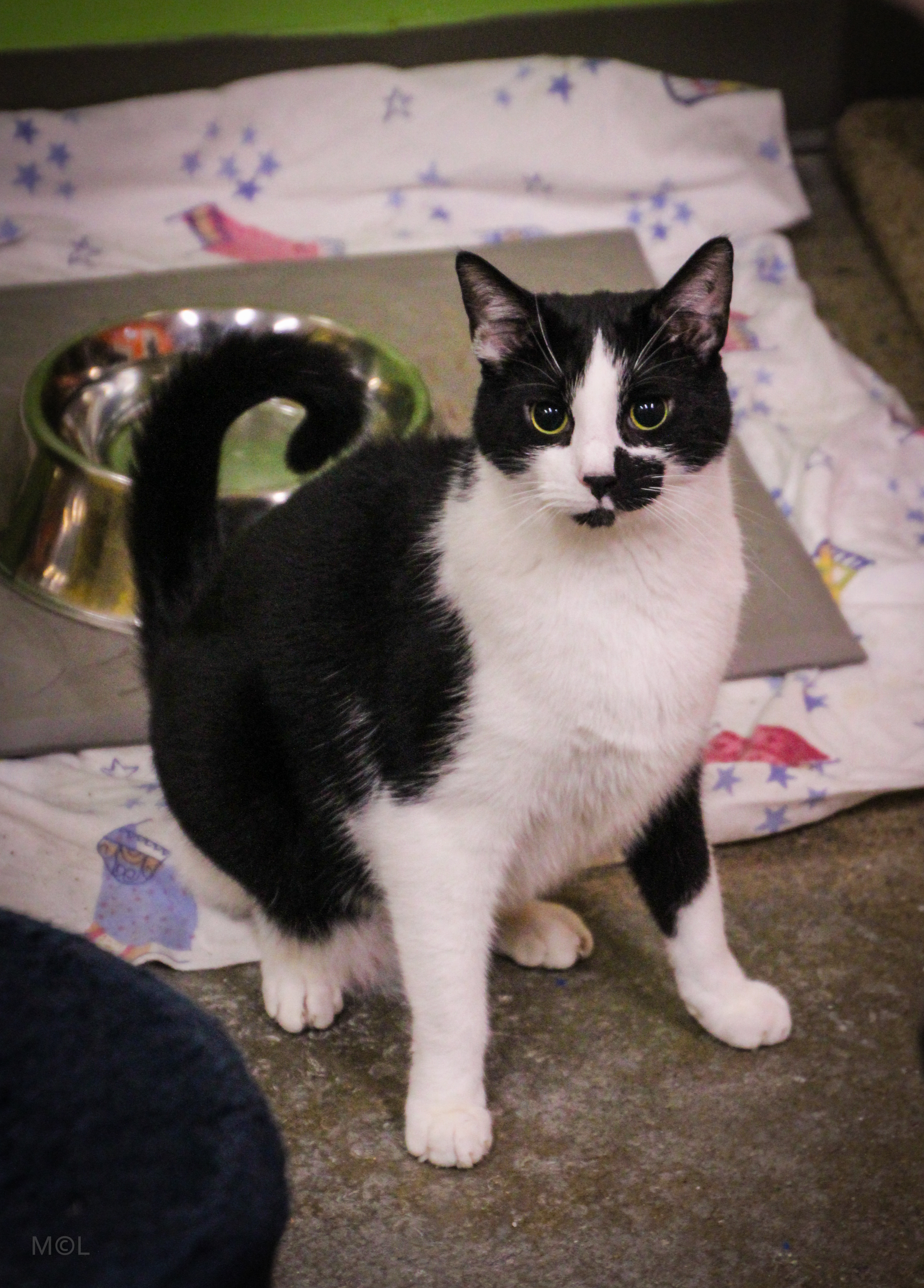 Maxwell, a Adoptable Domestic Short Hair in Edgewood, MD image 1/12