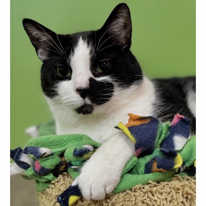 Maxwell, a Adoptable Domestic Short Hair in Edgewood, MD image 6/6