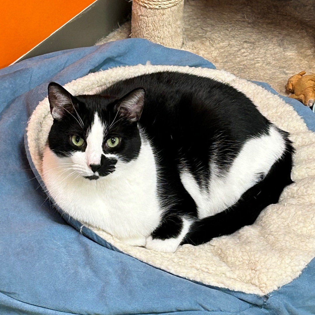 Maxwell, a Adoptable Domestic Short Hair in Edgewood, MD image 2/12