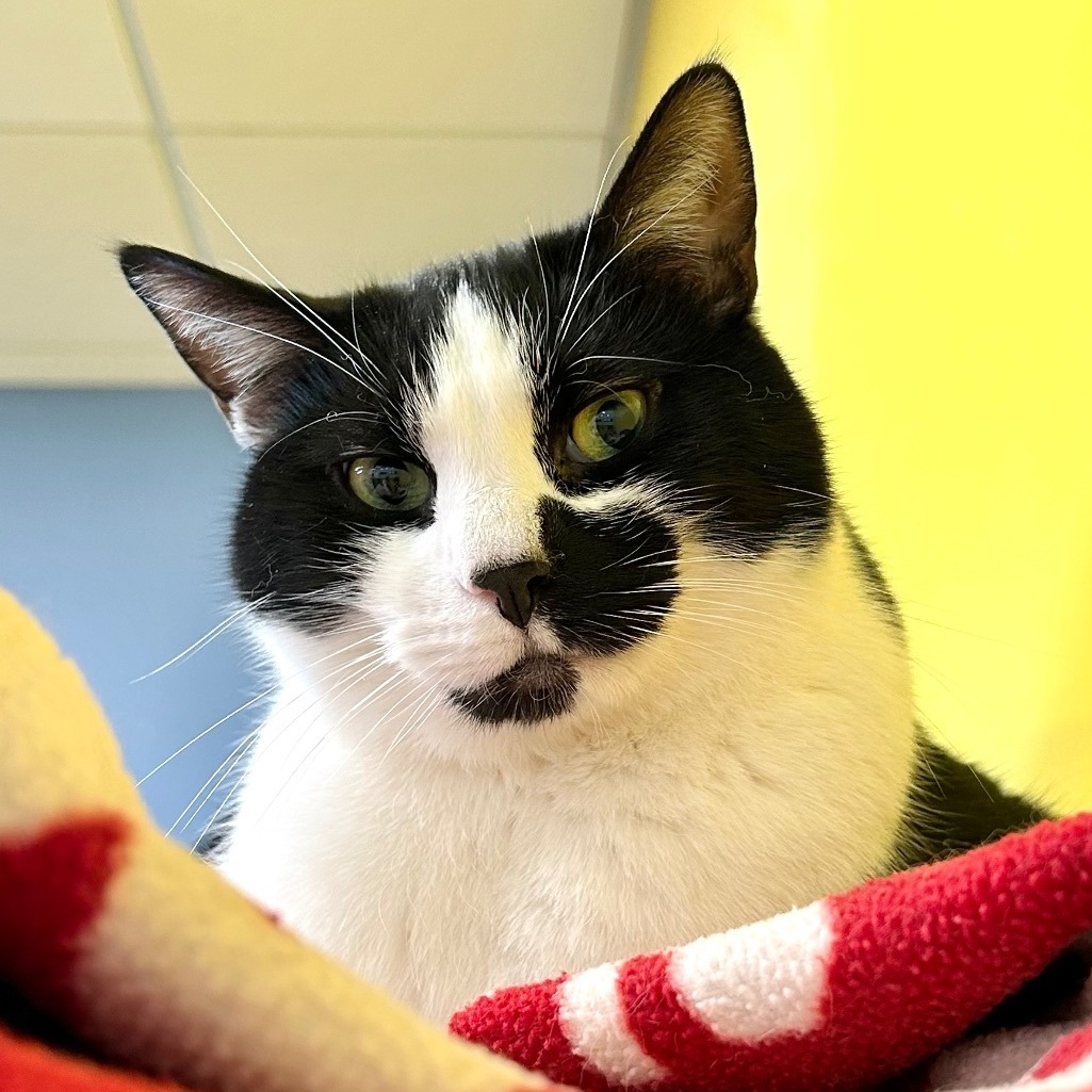 Maxwell, a Adoptable Domestic Short Hair in Edgewood, MD image 4/6