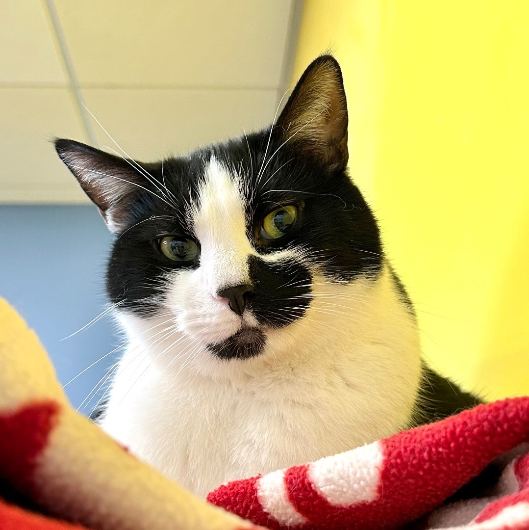 Maxwell, a Adoptable Domestic Short Hair in Edgewood, MD image 3/12