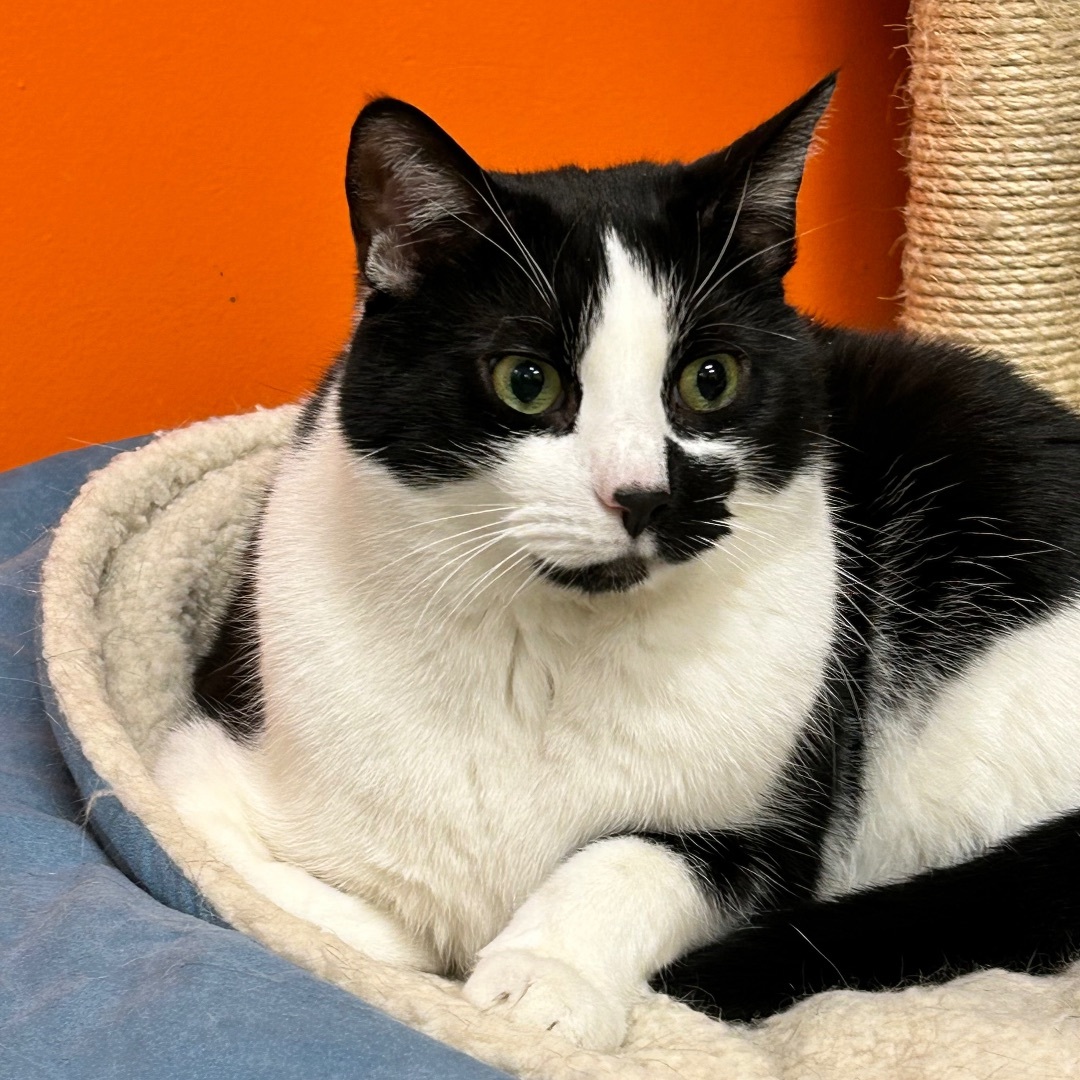 Maxwell, a Adoptable Domestic Short Hair in Edgewood, MD image 4/12