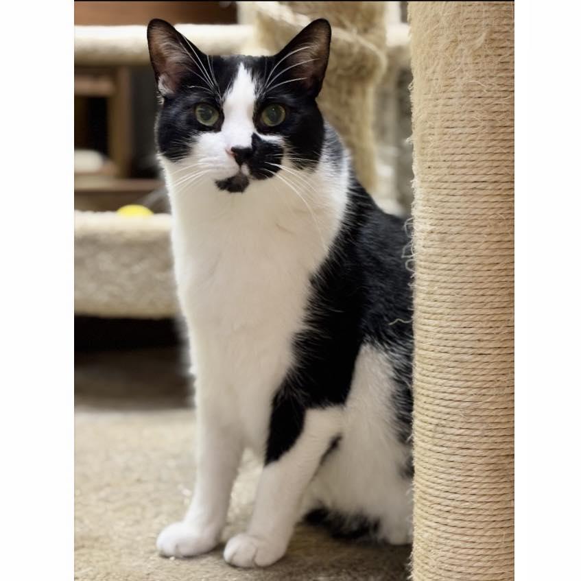 Maxwell, a Adoptable Domestic Short Hair in Edgewood, MD image 3/6