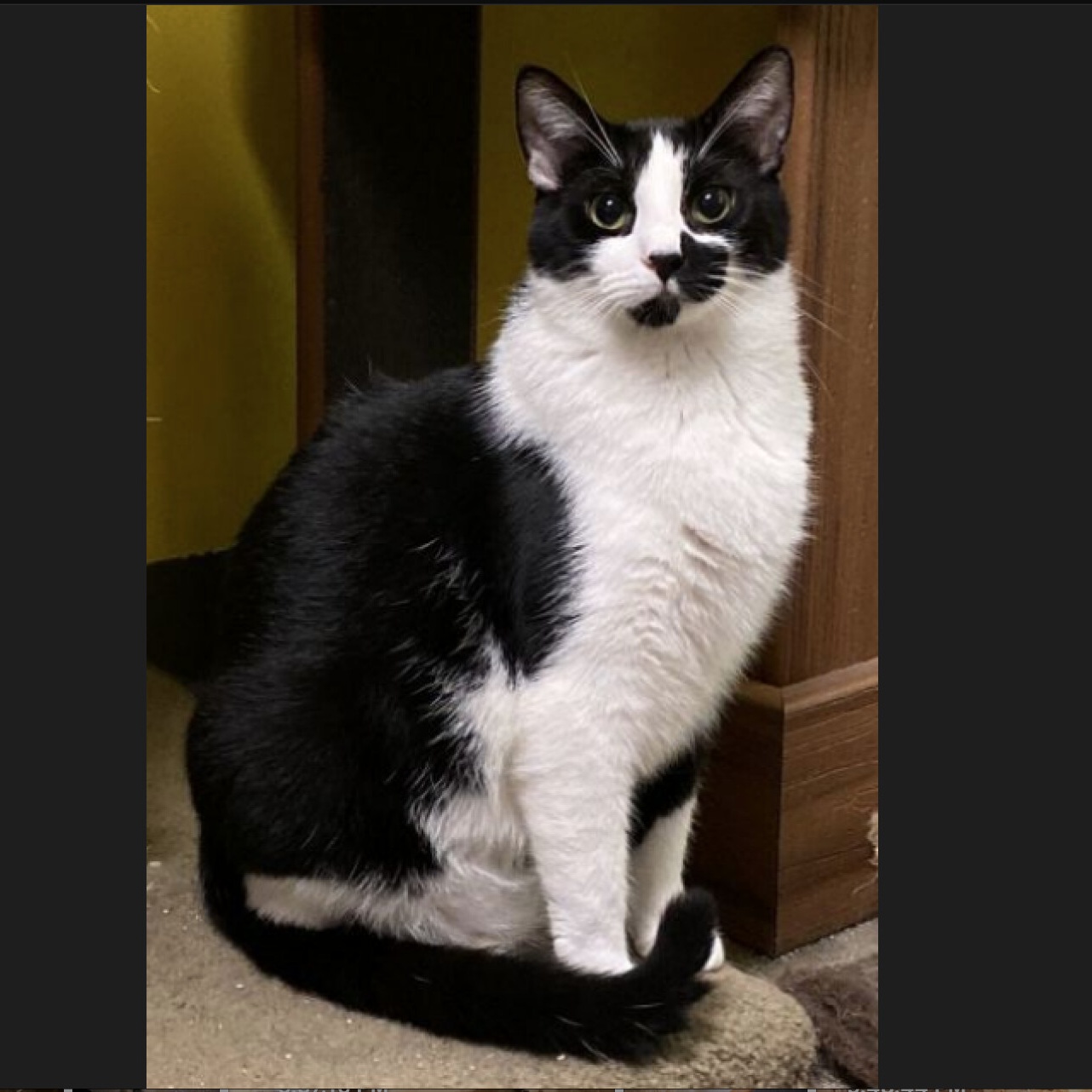 Maxwell, a Adoptable Domestic Short Hair in Edgewood, MD image 5/6