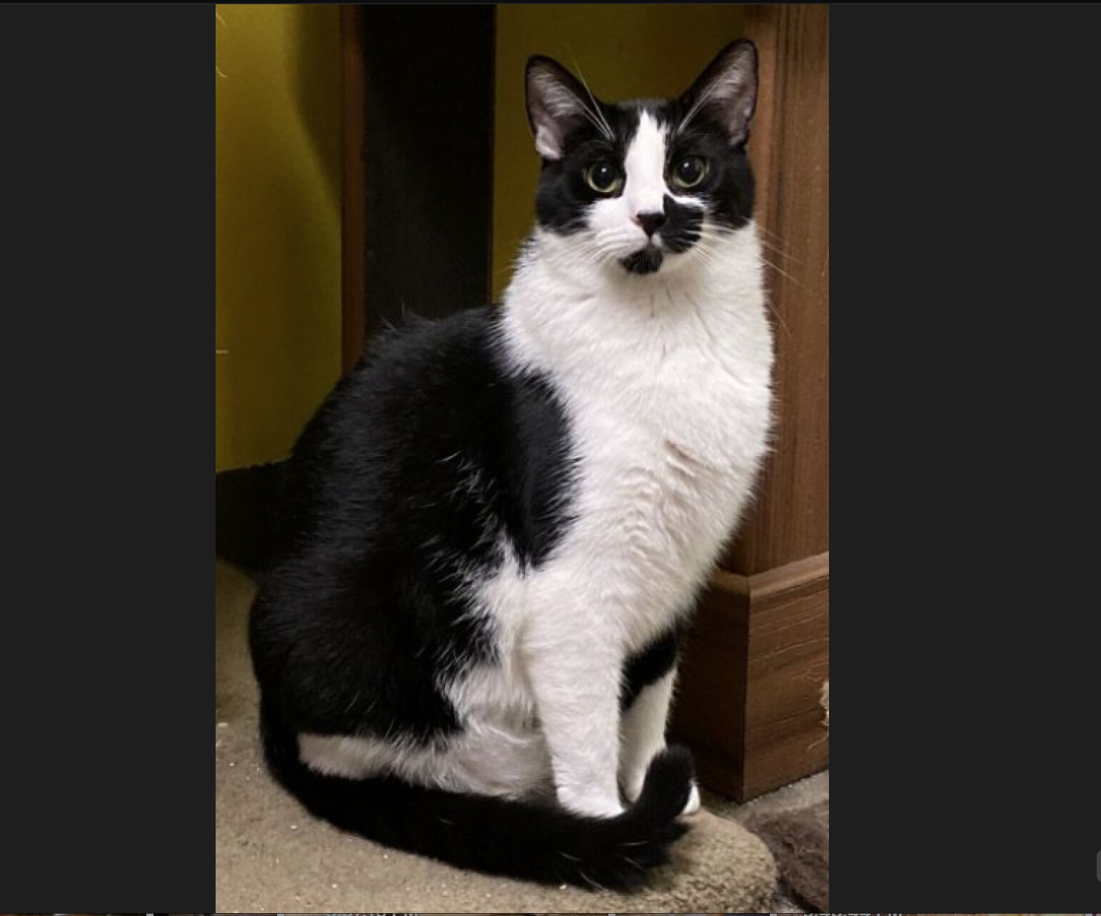 Maxwell, a Adoptable Domestic Short Hair in Edgewood, MD image 5/12