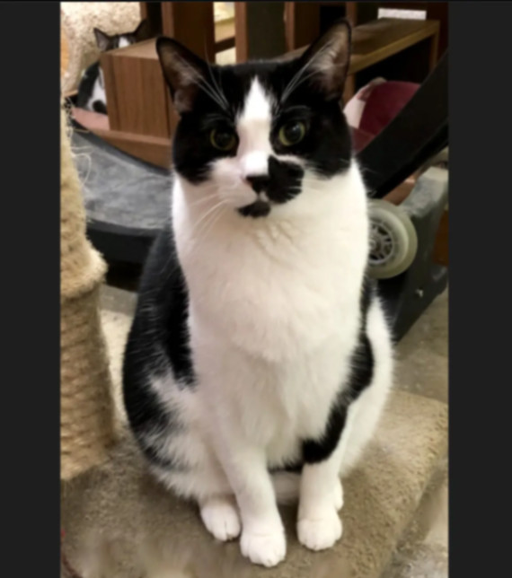 Maxwell, a Adoptable Domestic Short Hair in Edgewood, MD image 6/12