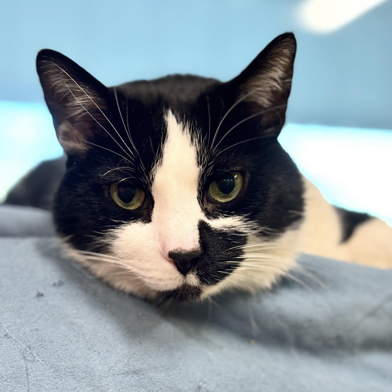 Maxwell, a Adoptable Domestic Short Hair in Edgewood, MD image 2/6