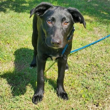 Ranger, ADOPTABLE, Puppy Male Mixed Breed.